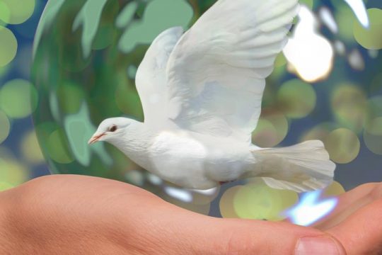 dove-on-hand